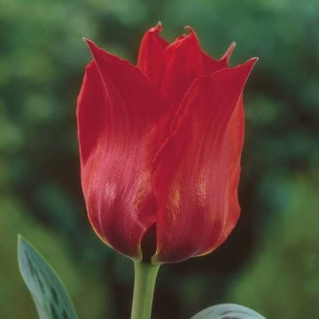 Tulipa Julius Caesar