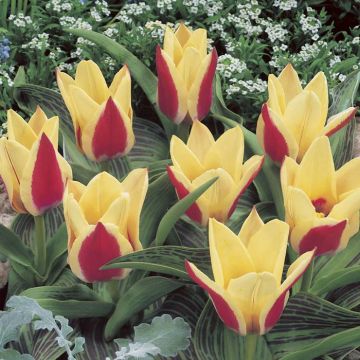 Tulipa Mary Ann