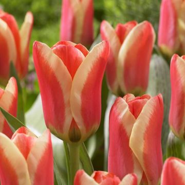 Tulipa Mothers Love