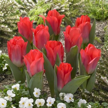 Tulipa Portland
