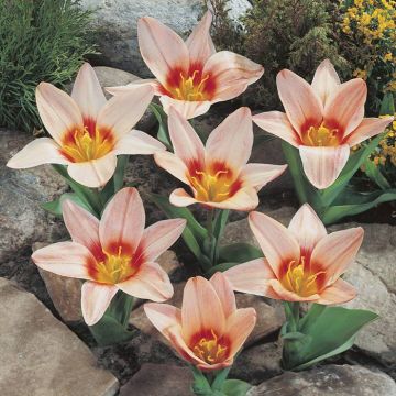 Tulipa Fritz Kreisler