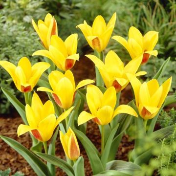 Tulipa Giuseppe Verdi