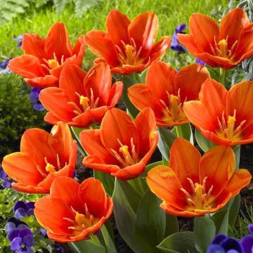Tulipa Love Song