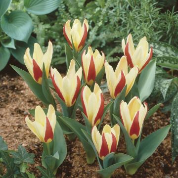 Tulipa The First