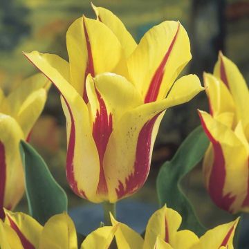 Tulipa Mona Lisa
