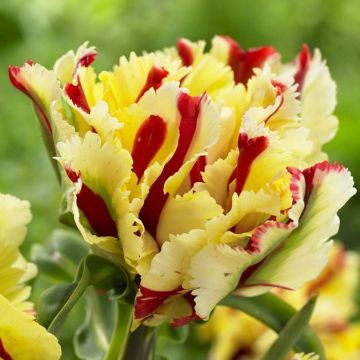 Tulipa Double Flaming Parrot