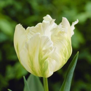 Tulipa White Parrot