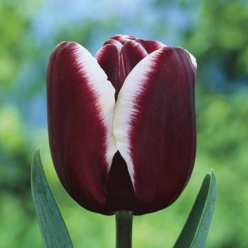 Tulipa Fontainebleau