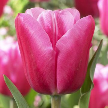 Tulipa Jumbo Pink