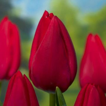 Tulipa Red Rover