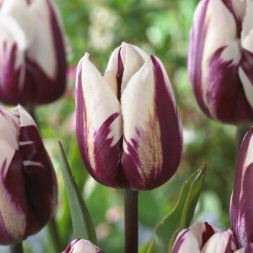 Tulipa Rems Favourite