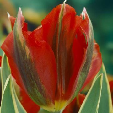 Tulipa viridiflora Hollywood Star