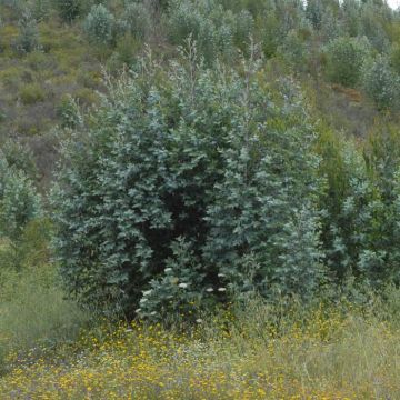 Eucalyptus (Cinerea Silvert Dollar)