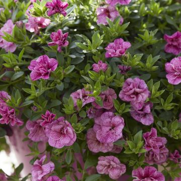Calibrachoa Roze