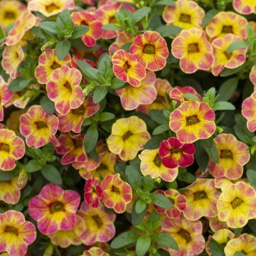 Calibrachoa Sunshine Berry(Bicolor)