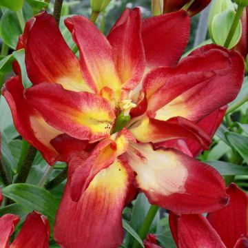 Double Sensation (1)