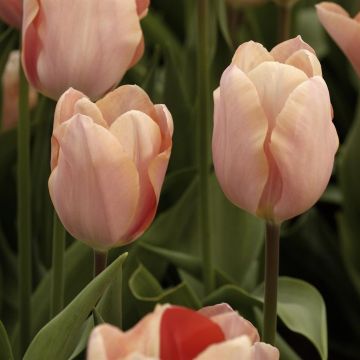 Tulipa Apricot Impression