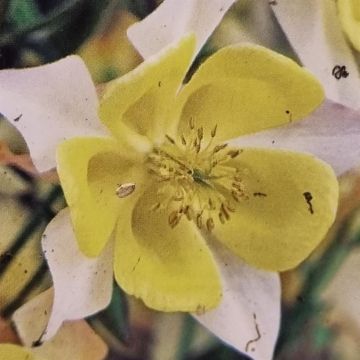 Aquilegia yellow