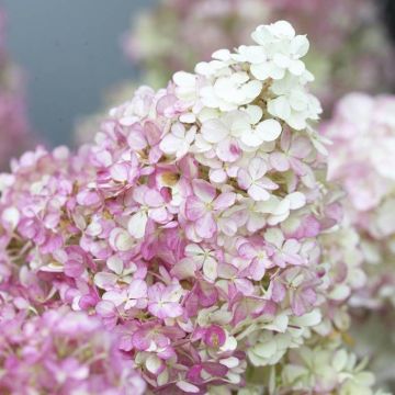 Hydrangea paniculata Vanille - Fraise