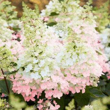hydrangea paniculata candleligh