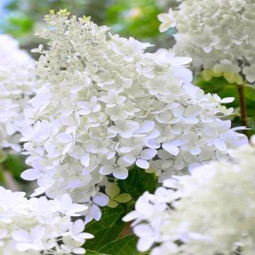 Hydrangea paniculate polar bear