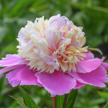 Paeonia Lady Liberty