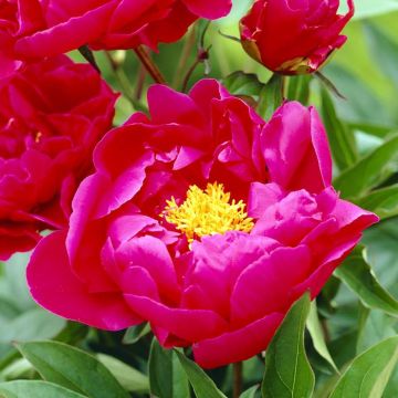 Paeonia Louis Van Houtte