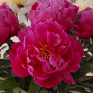 Paeonia Red Sarah Bernhardt