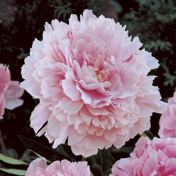 Paeonia Sarah Bernhardt(unique)