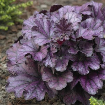 Heuchera Forever Purple(Shanghai)
