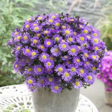 Aster dumosus Blue Lapis