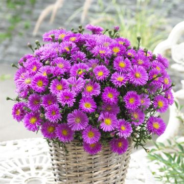 Aster dumosus Pink Topas(showmaker pretty pink)