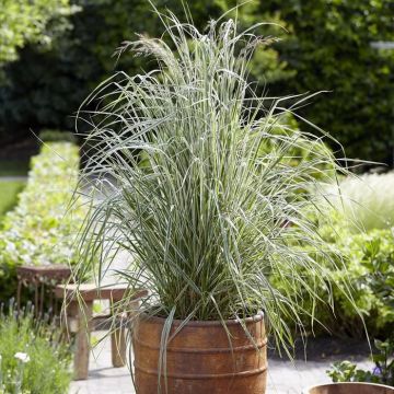 Calamagrostis x acutiflora Overdam