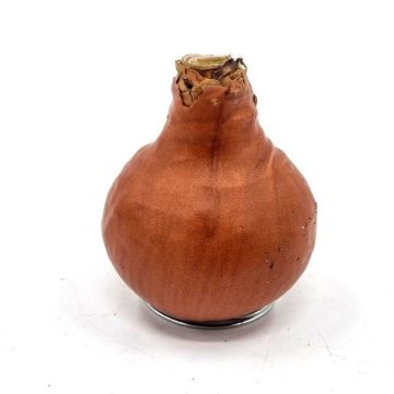 wax amaryllis bronze