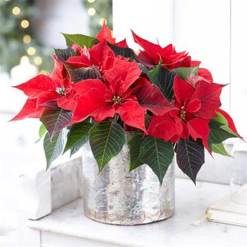 poinsettia_visi179283