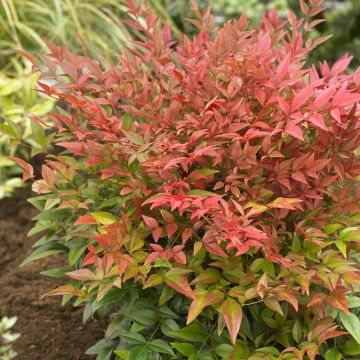 Nandina domestica Obsessed