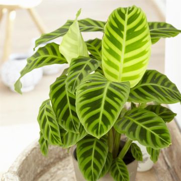 Calathea Zebrina