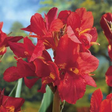 Canna City of Portland