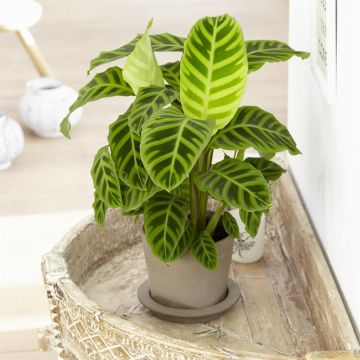 Calathea Zebrina