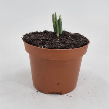 Galanthus Nivalis 9 cm pot