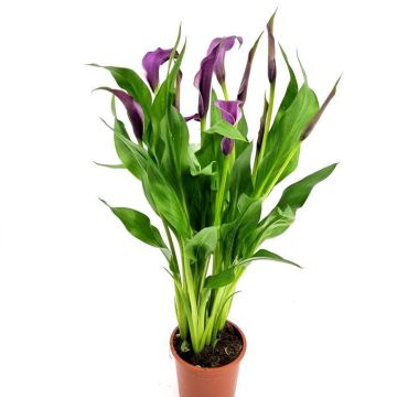Zantedeschia Paars