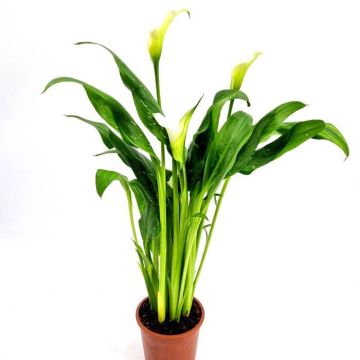 Zantedeschia Wit