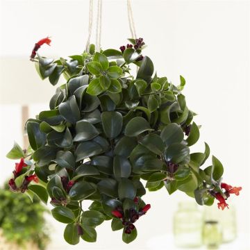 Aeschynanthus Mona Lisa