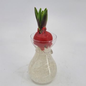 Hyacinth rood wax