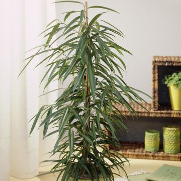 Ficus binnendijkii Alii