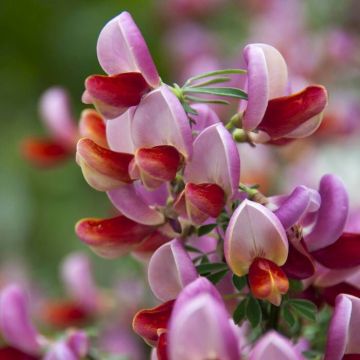 Cytisus Killiney Red(Lena Red)