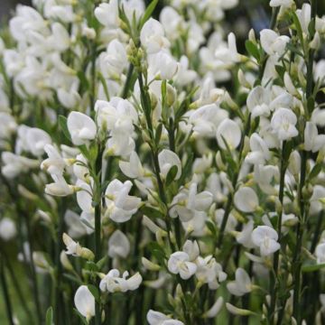 Cytisus White Lion
