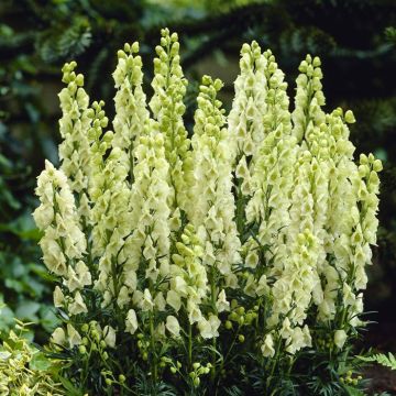 Aconitum napellus Album