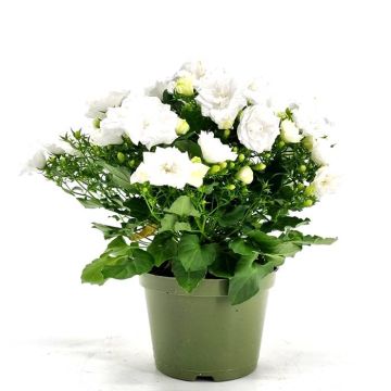 Campanula white like me