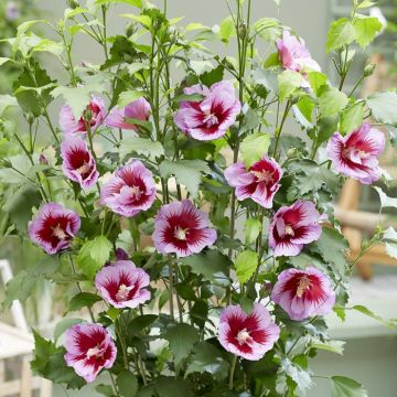 hisgasa Hibiscus Flower Tower Purple_Flower